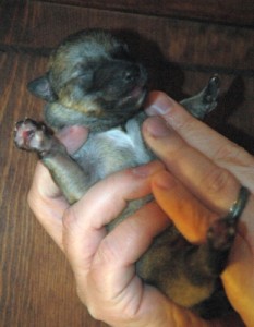 Puppy #1