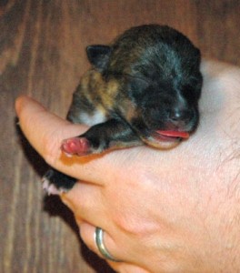 Puppy #2