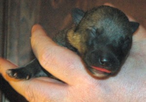 Puppy #3