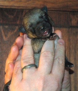 Puppy #4