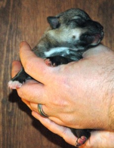 Puppy #5