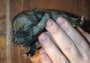 Puppy #7