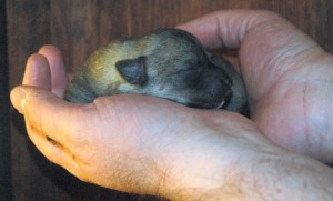 Puppy #6