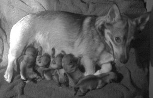 Nina and puppies - January 15, 2010 - Happy birthday!