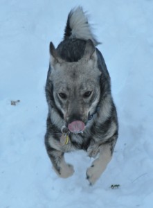 Run in the snow