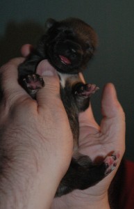 Esposito_tummy
