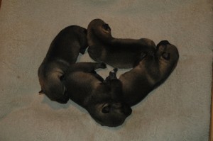circleopups
