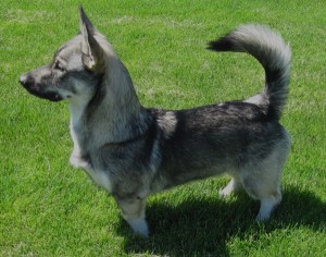 Lobo 10 mos 01