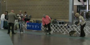 Lobo first show 03
