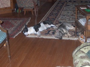 Sky and Ollie rest