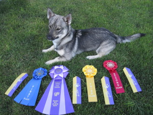 Lobo's First IABCA Show Ribbons