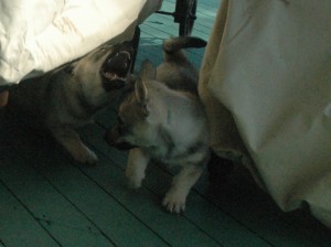 Vallhunds Can Be Chupacabras Too!