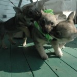 Girls Playing Tug