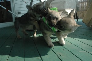 Girls Playing Tug