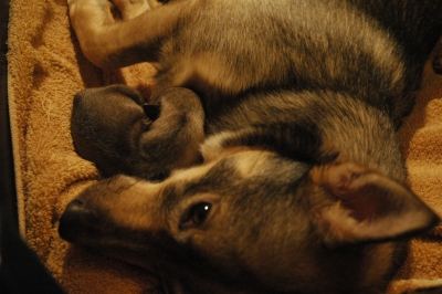Nina and puppies January 16, 2010